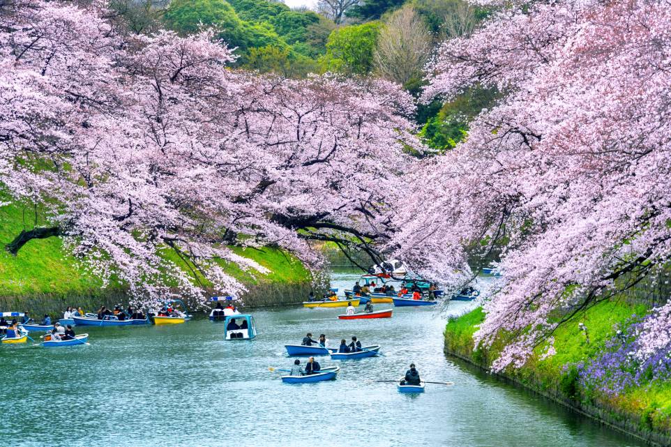 Chiyoda Sakura Matsuri, Tokio, Region de Kanto, Japon