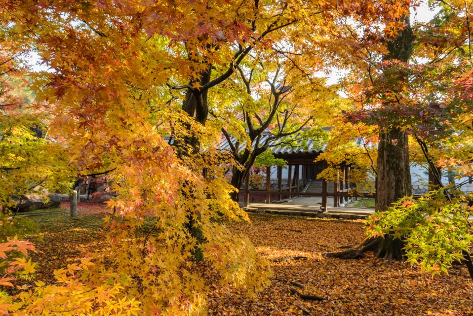 otoño en Kioto, region de kansai, japon
