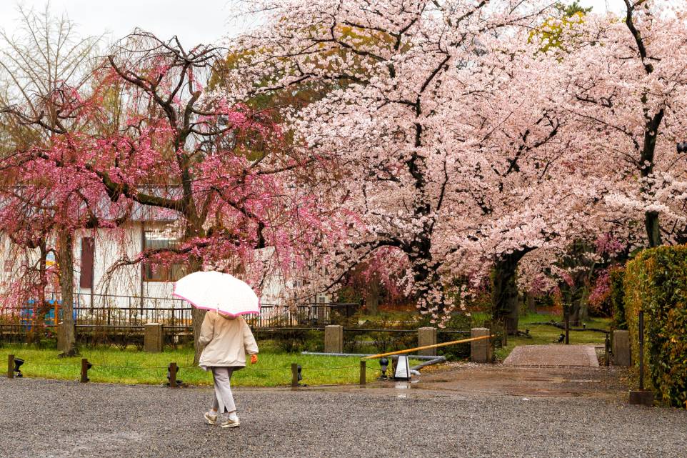 Primavera en kyoto, region de Kansai, japon, sakuras