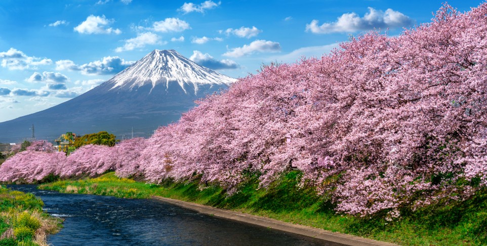 primavera, monte Fuji, viaje a Japón