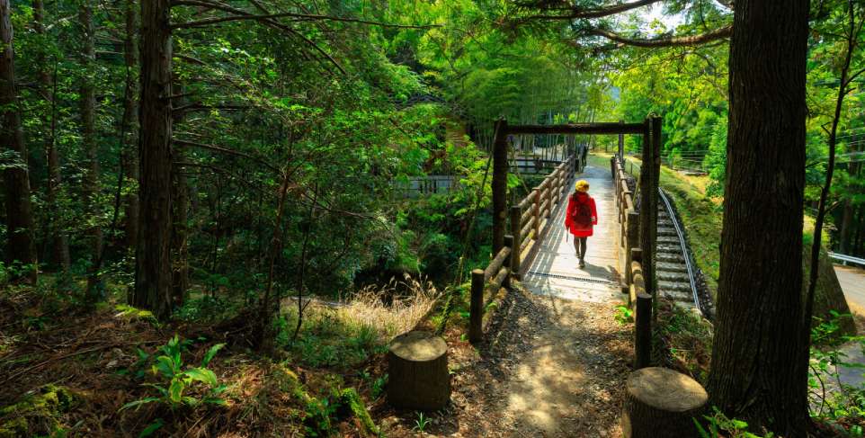 Kumano Kodo, bosques en Japón, caminando por el bosque