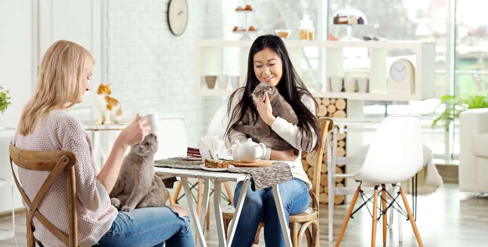 cat cafe en Japón, cafeterías en Japón